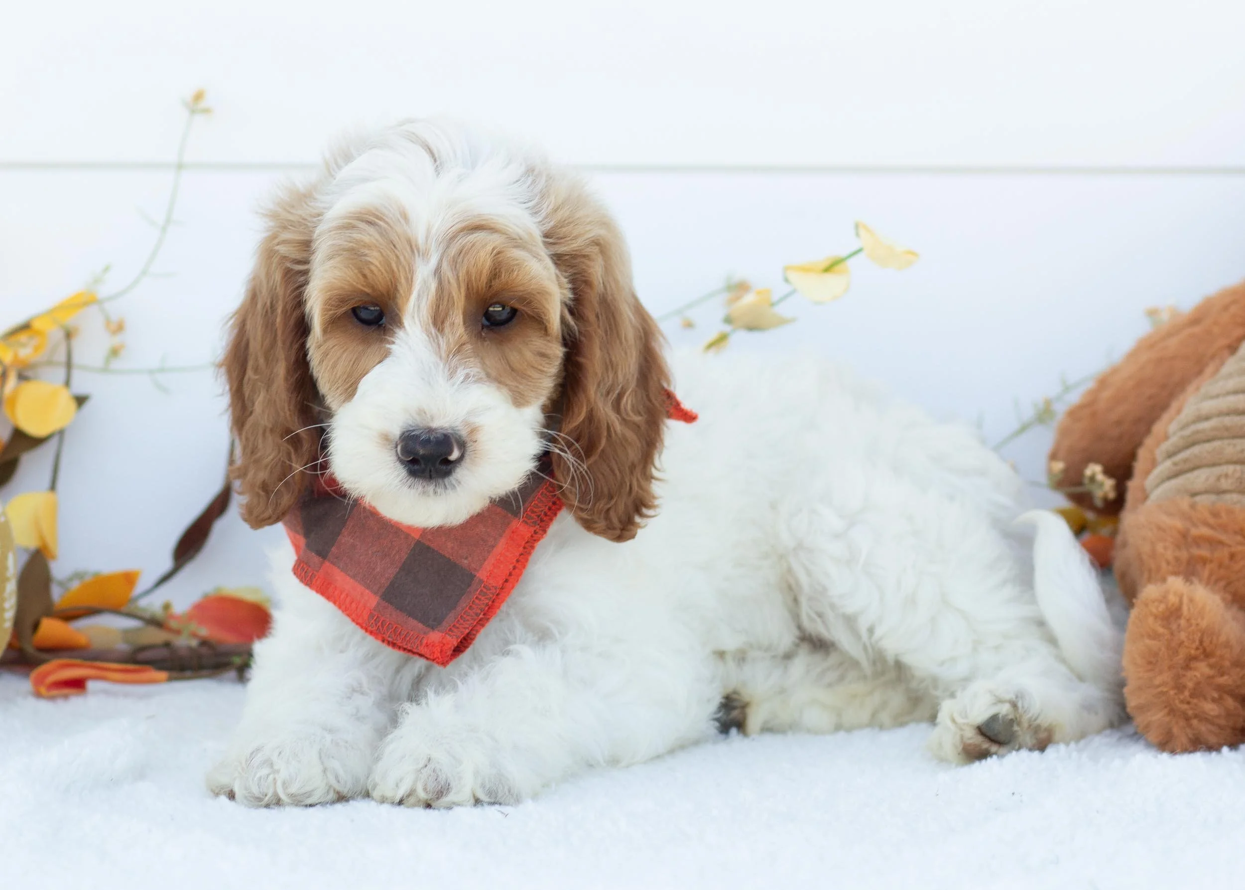 Fairway goldendoodle for sale(1).jpg