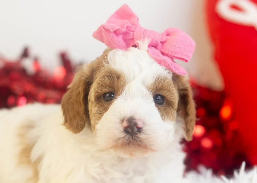 Porsche goldendoodle for sale(1).jpg