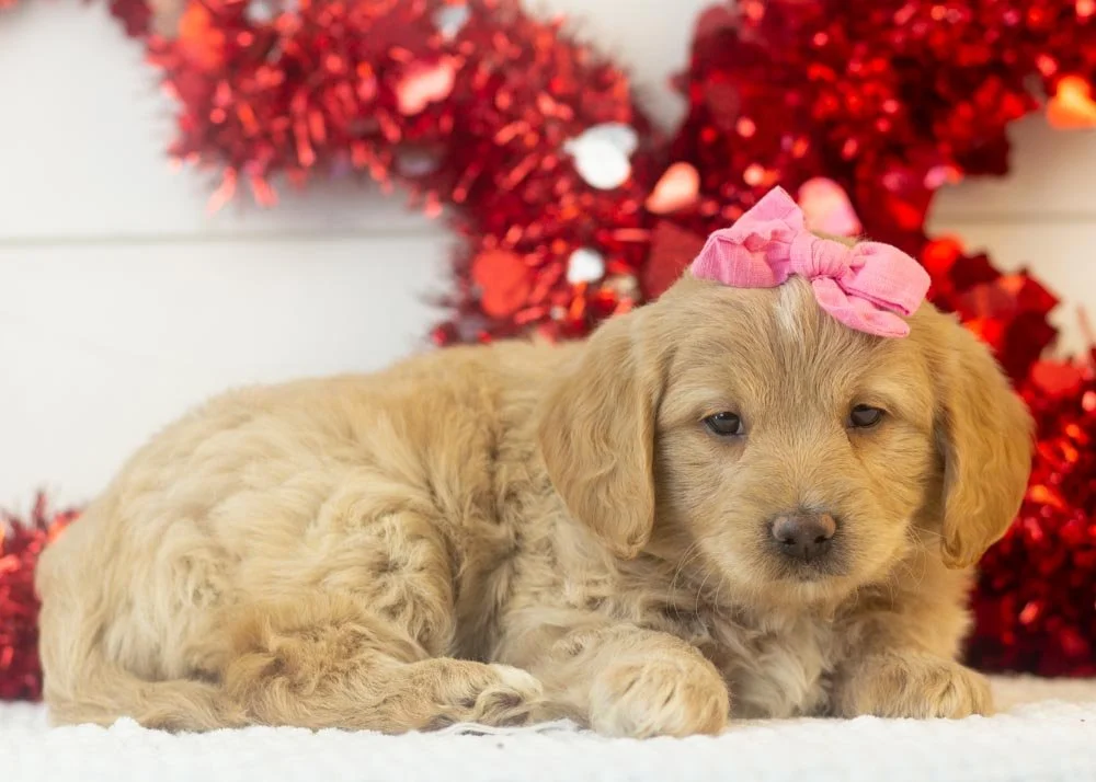 Sophie goldendoodle for sale(3).jpg