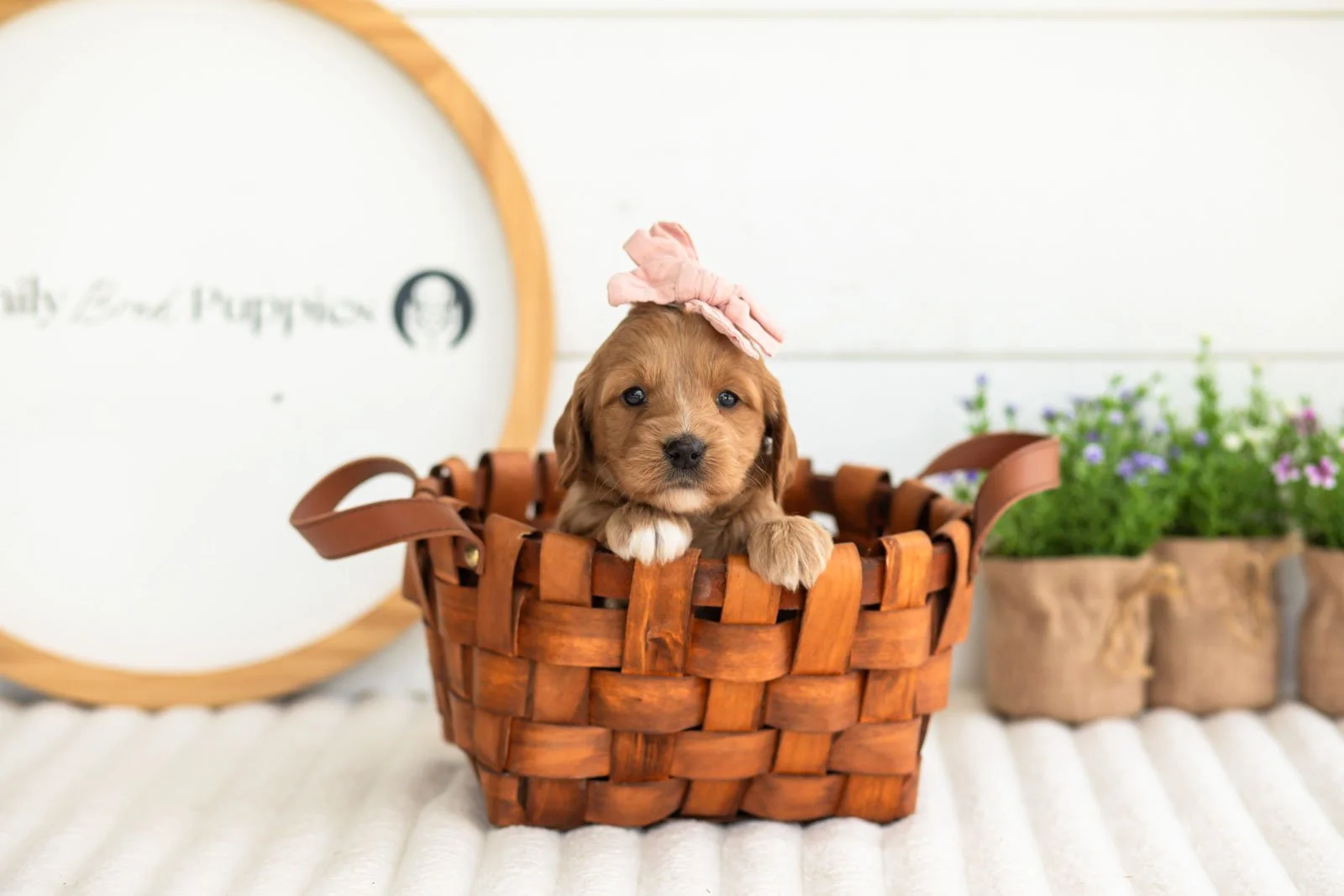 lani goldendoodle for sale(4).jpg