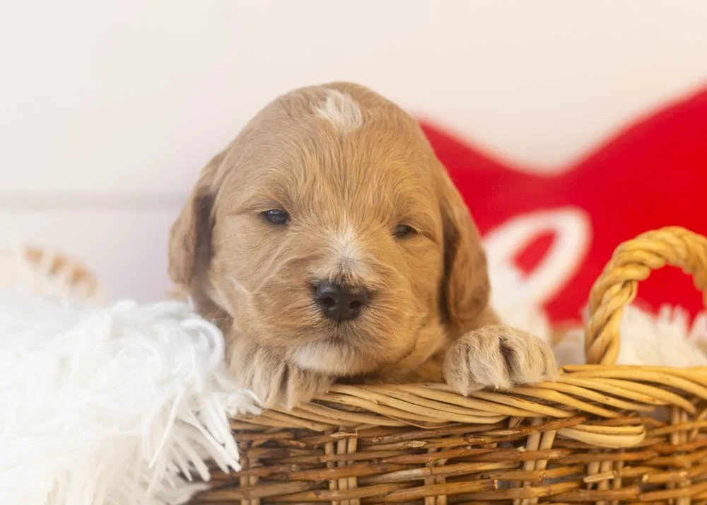 goldendoodle for sale