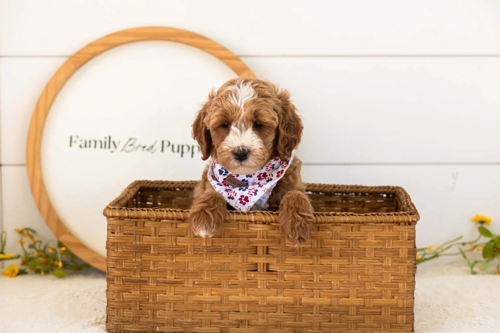 Mac goldendoodle for sale(4).jpg