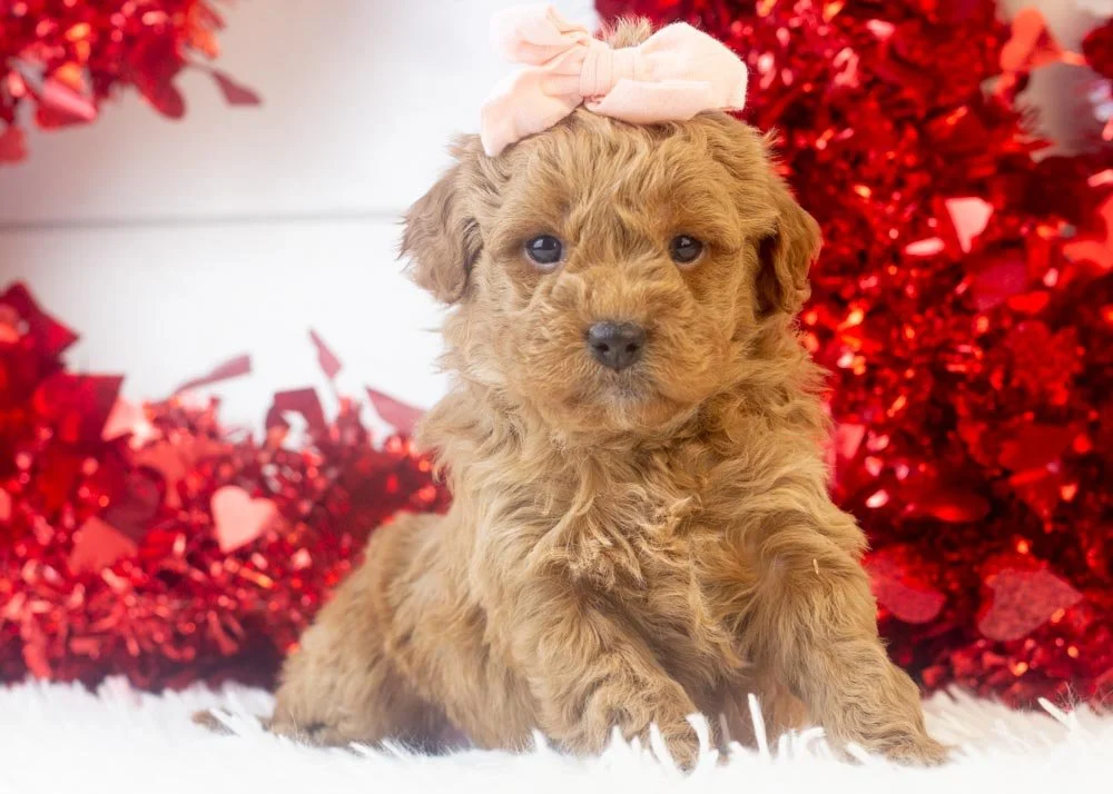 Rose goldendoodle for sale(2).jpg