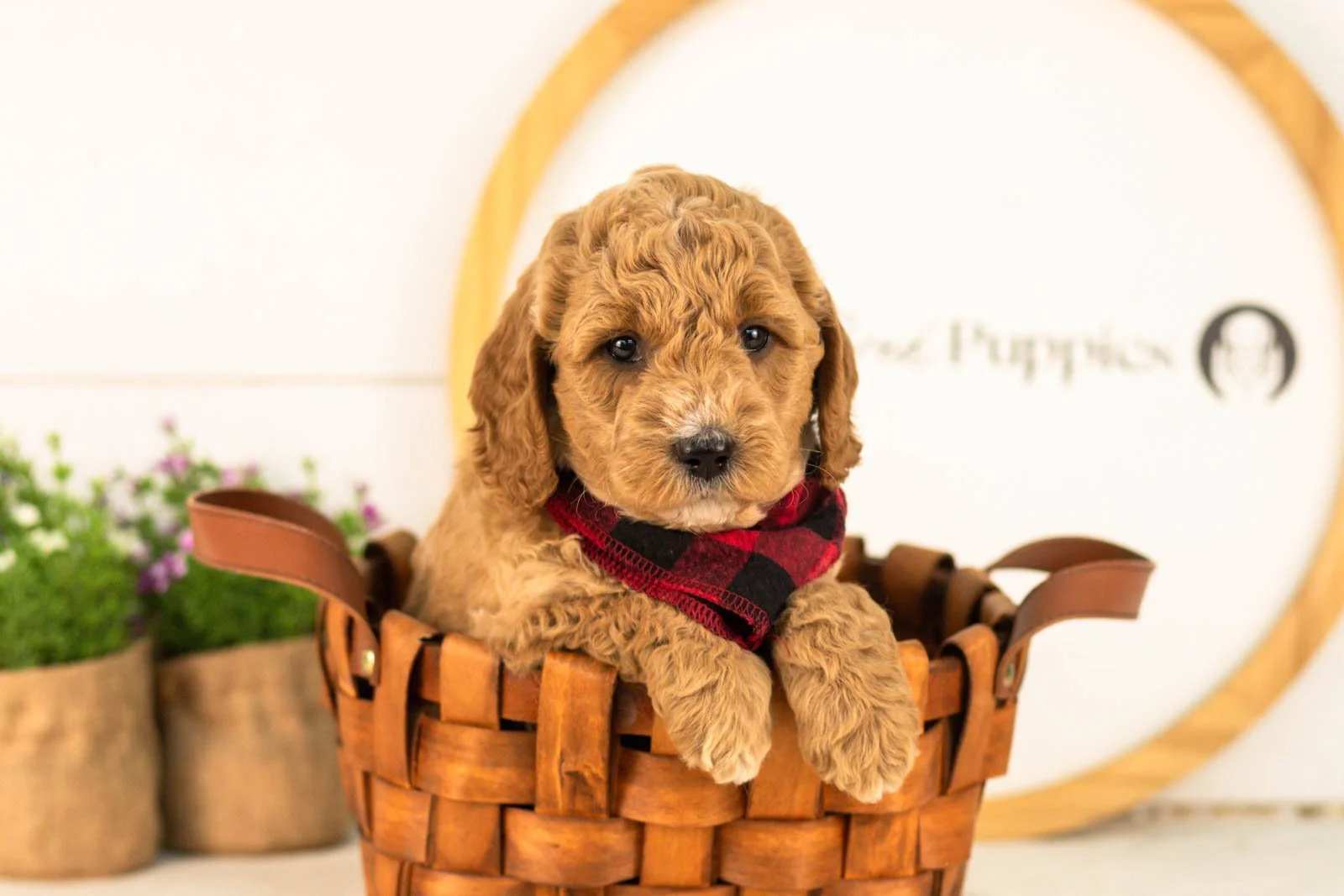 Thunder goldendoodle for sale(3).jpg