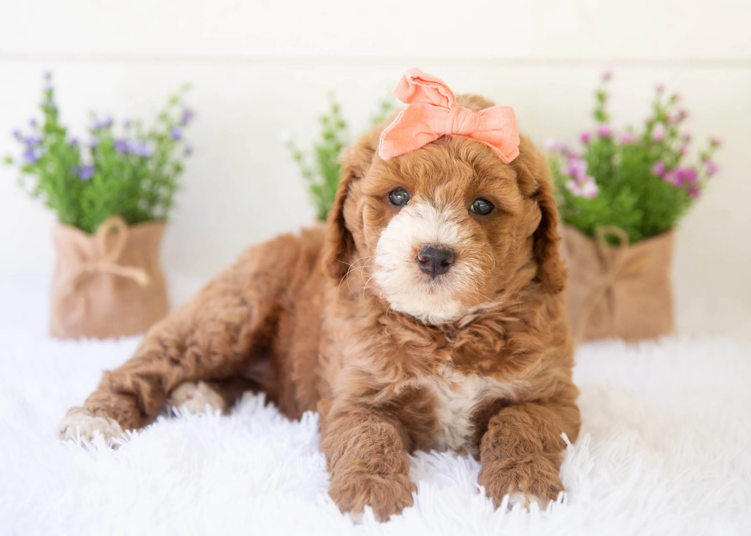 Lenny goldendoodle for sale(3).jpg