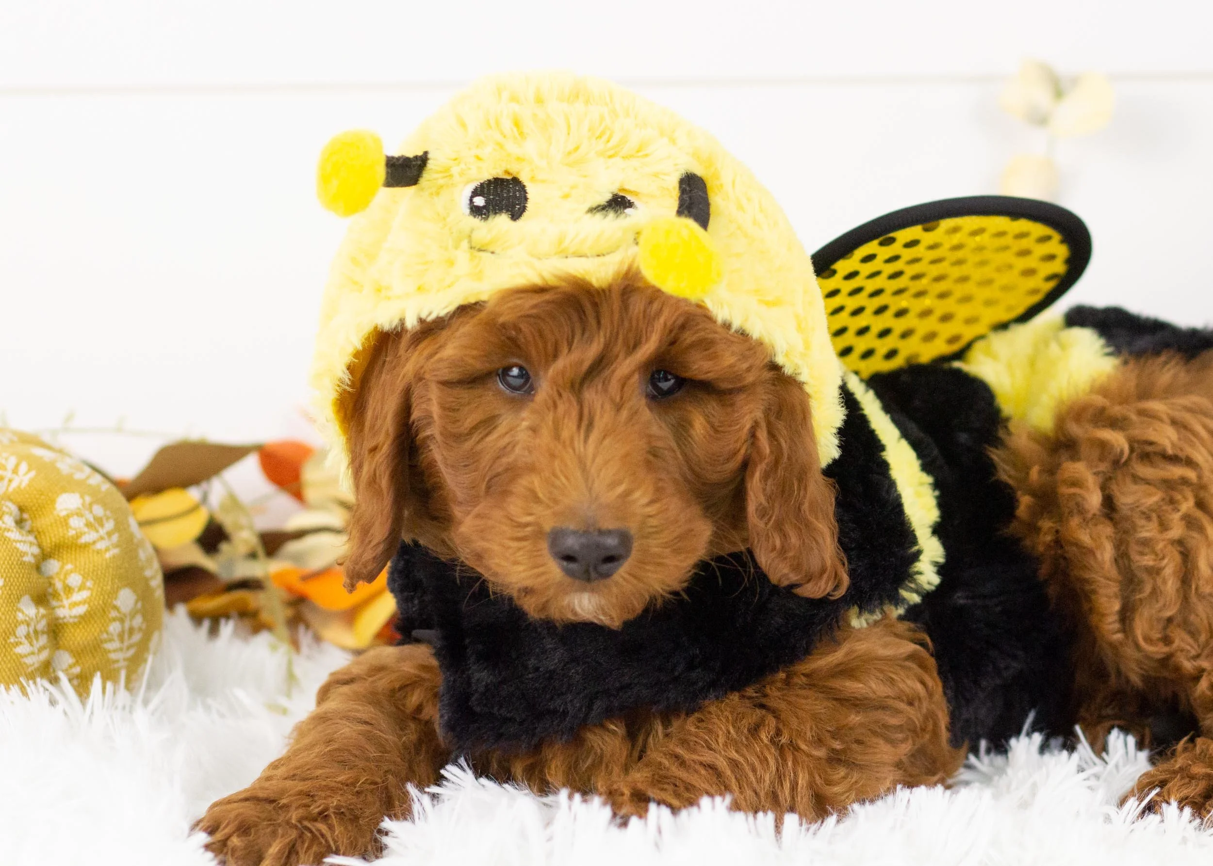 Griffin goldendoodle for sale(1).jpg