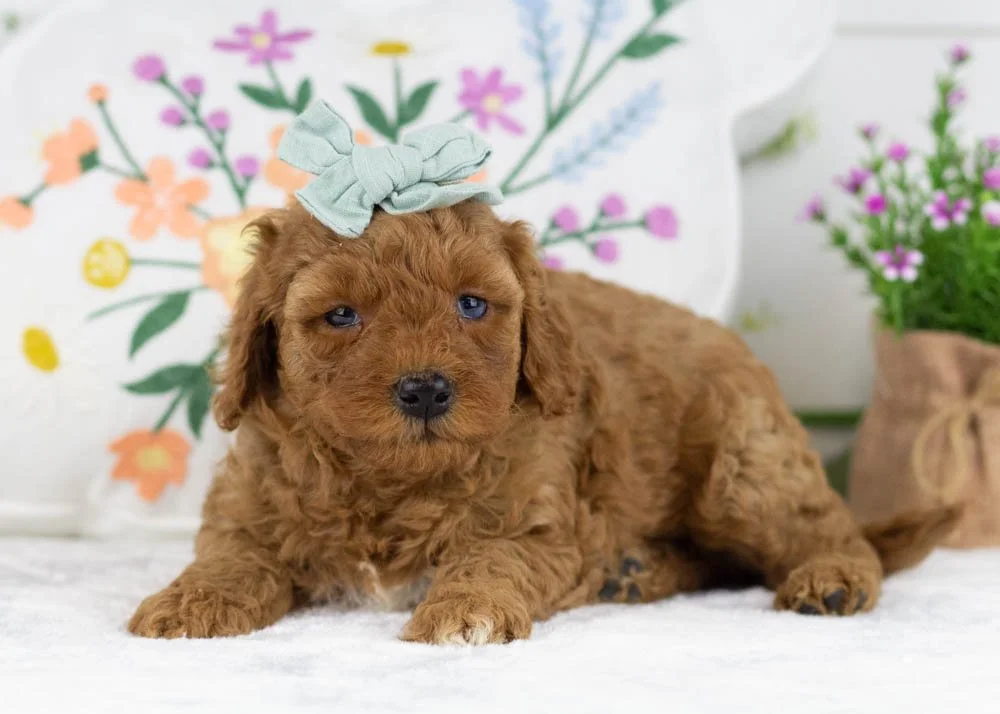 blossom goldendoodle for sale.jpg