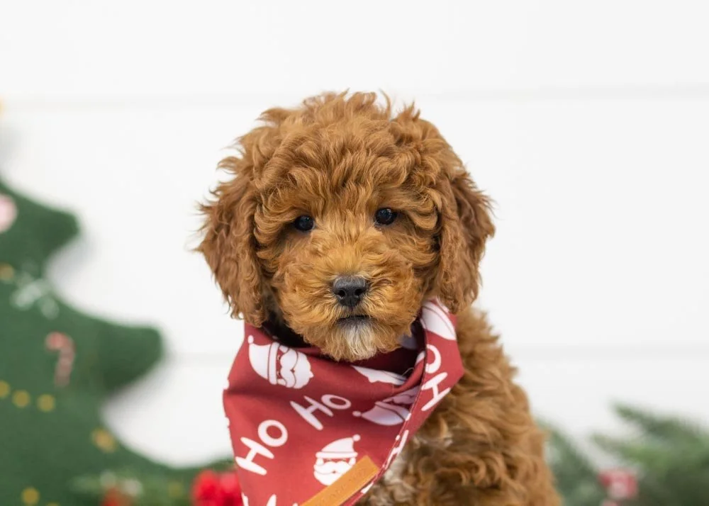goldendoodle for sale