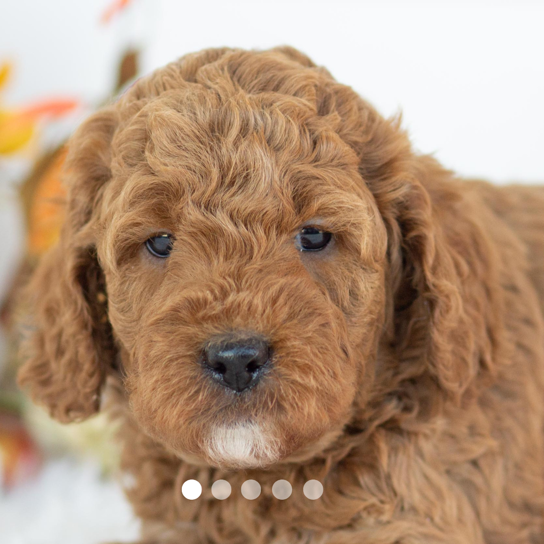 Copy of FBP Design.png