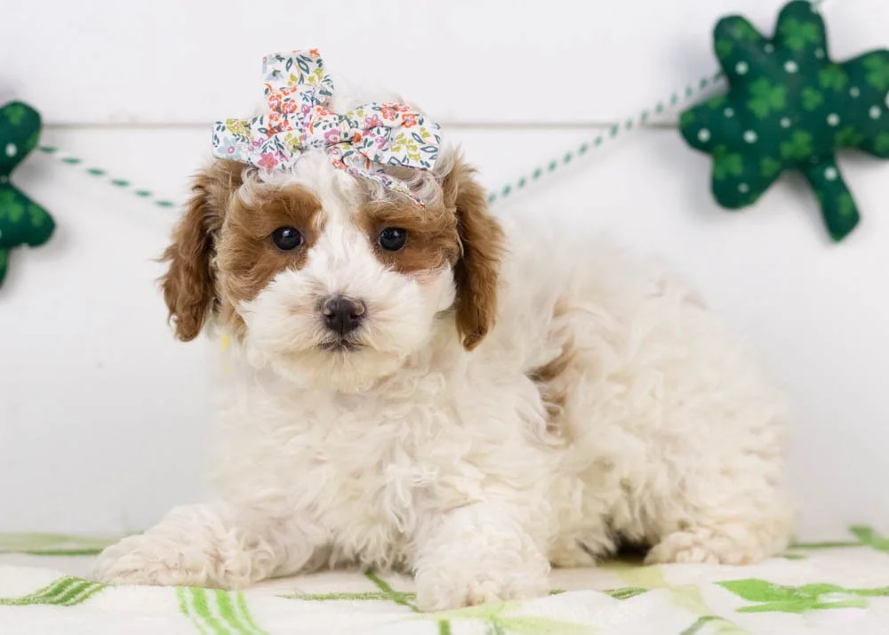 Porsche goldendoodle for sale.jpg