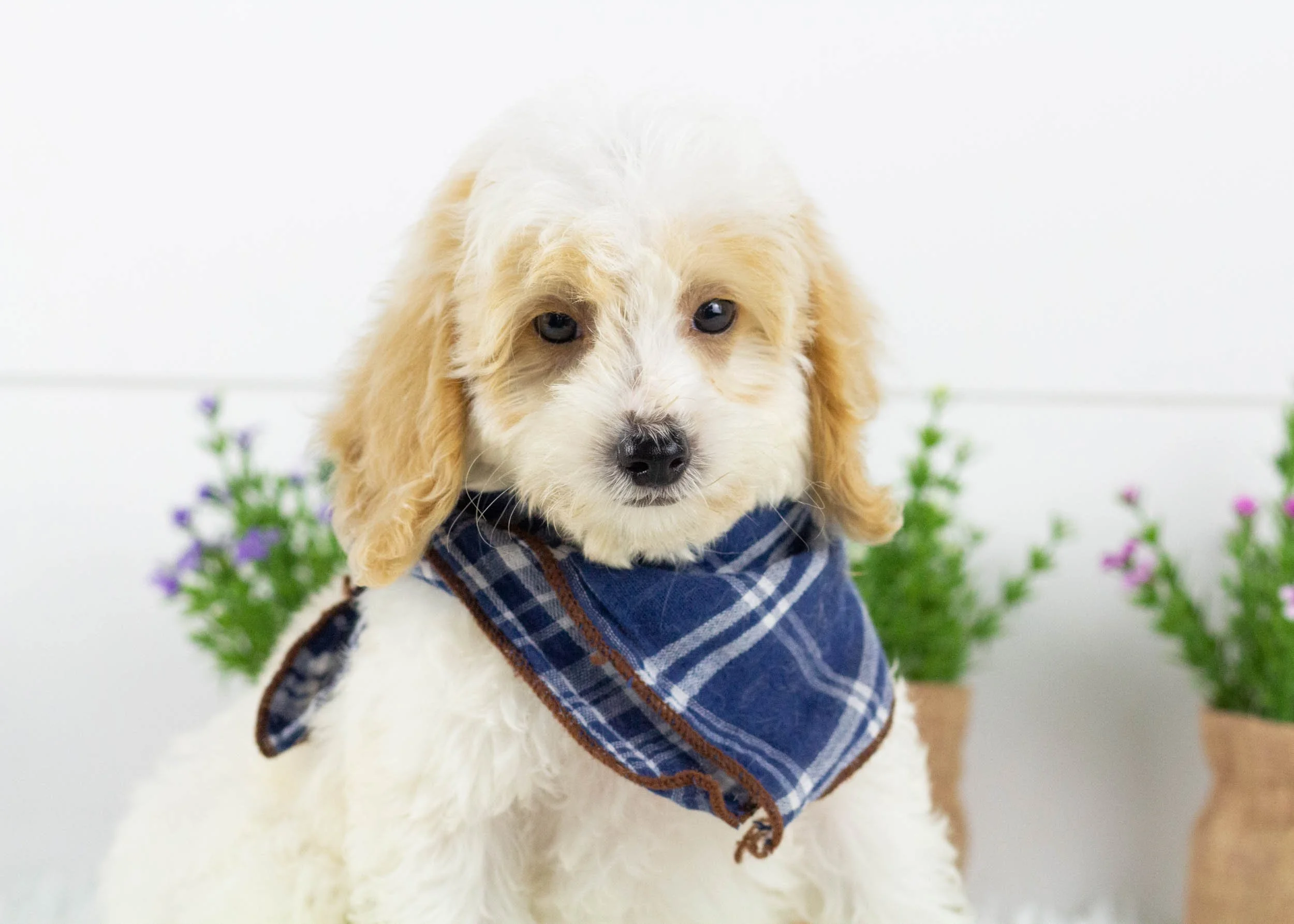 Hugo goldendoodle for sale(1).jpg