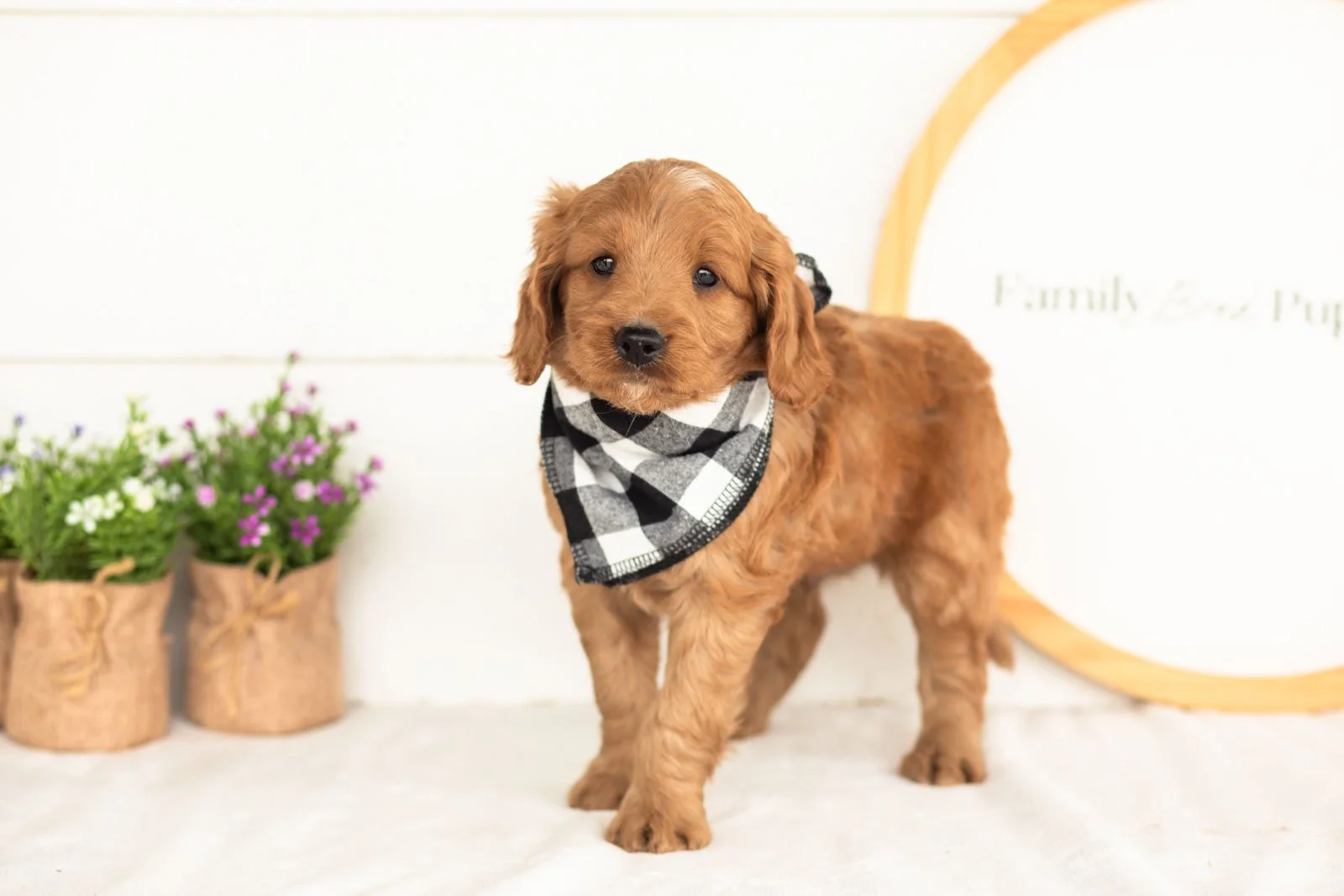 Phil goldendoodle for sale(2).jpg