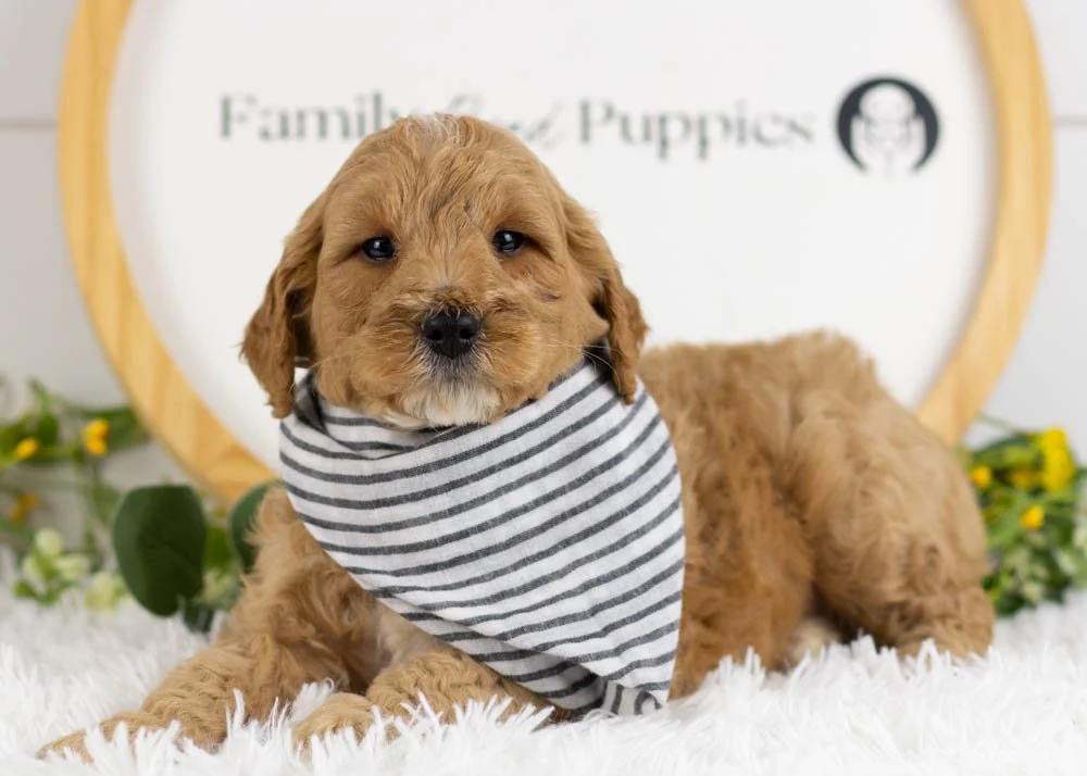 Blizzard goldendoodle for sale(2).jpg