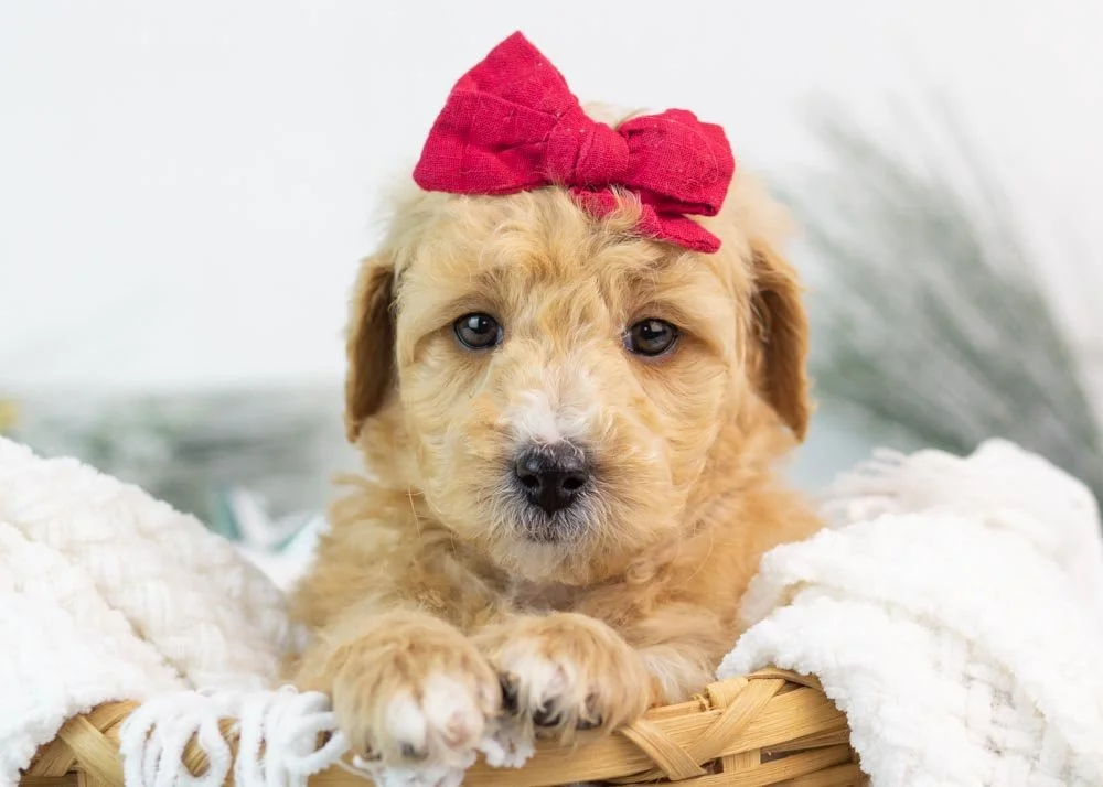 Fox goldendoodle for sale(1).jpg