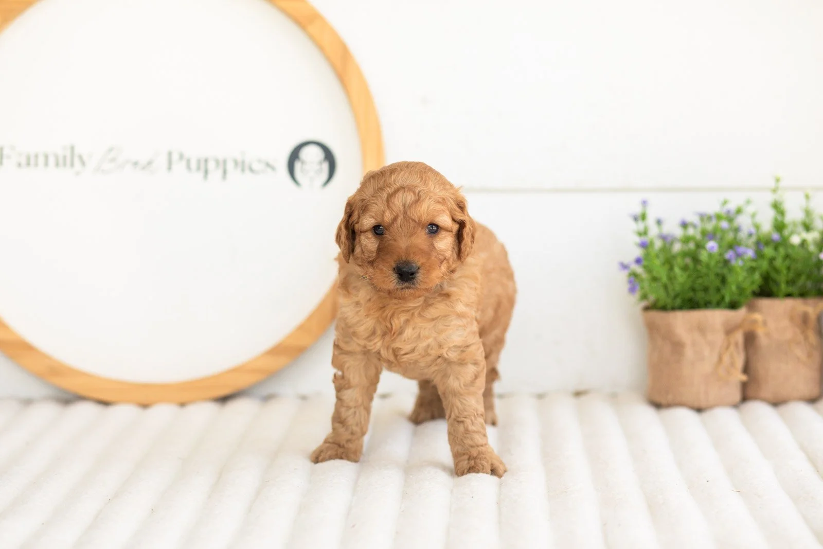 reef goldendoodle for sale(1).jpg