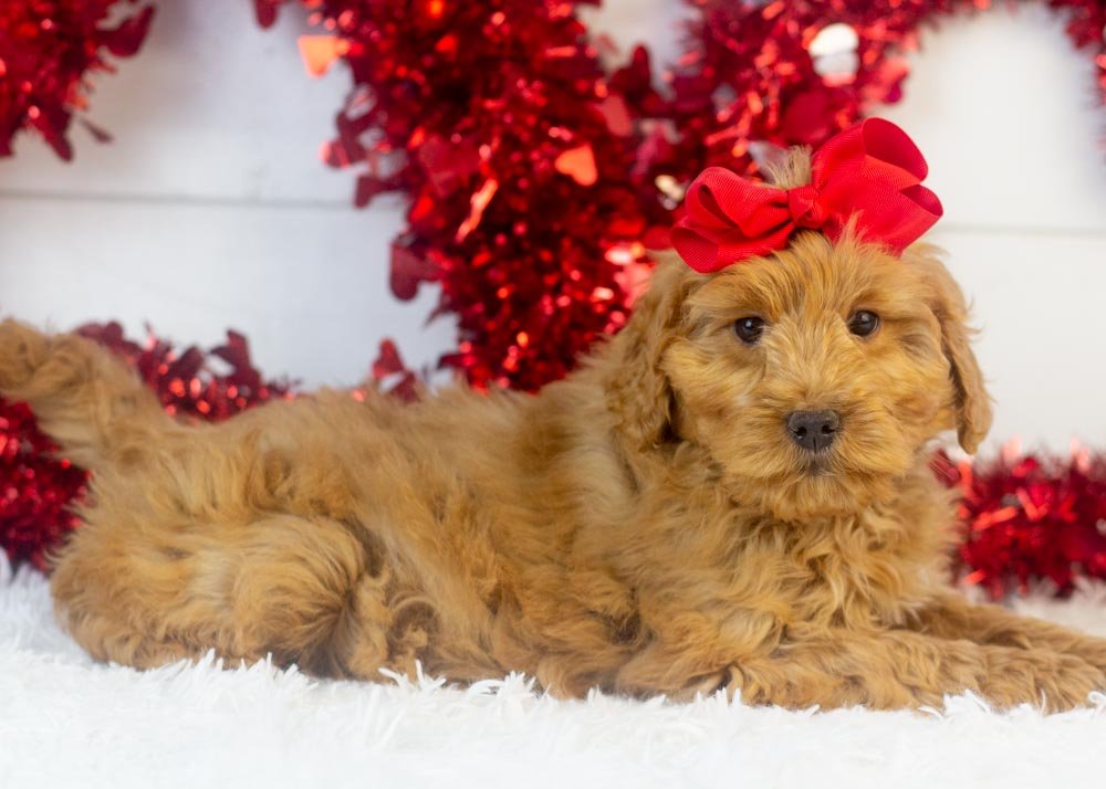 Lynx goldendoodle for sale(3).jpg