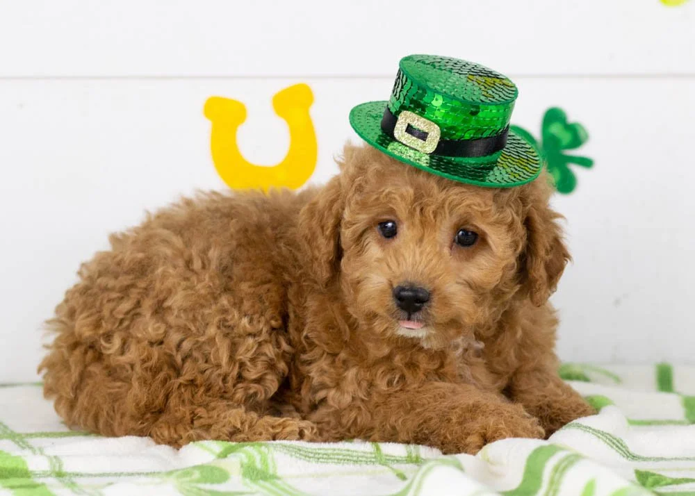 Vinnie goldendoodle for sale(3).jpg