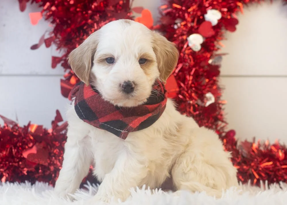 goldendoodle for sale