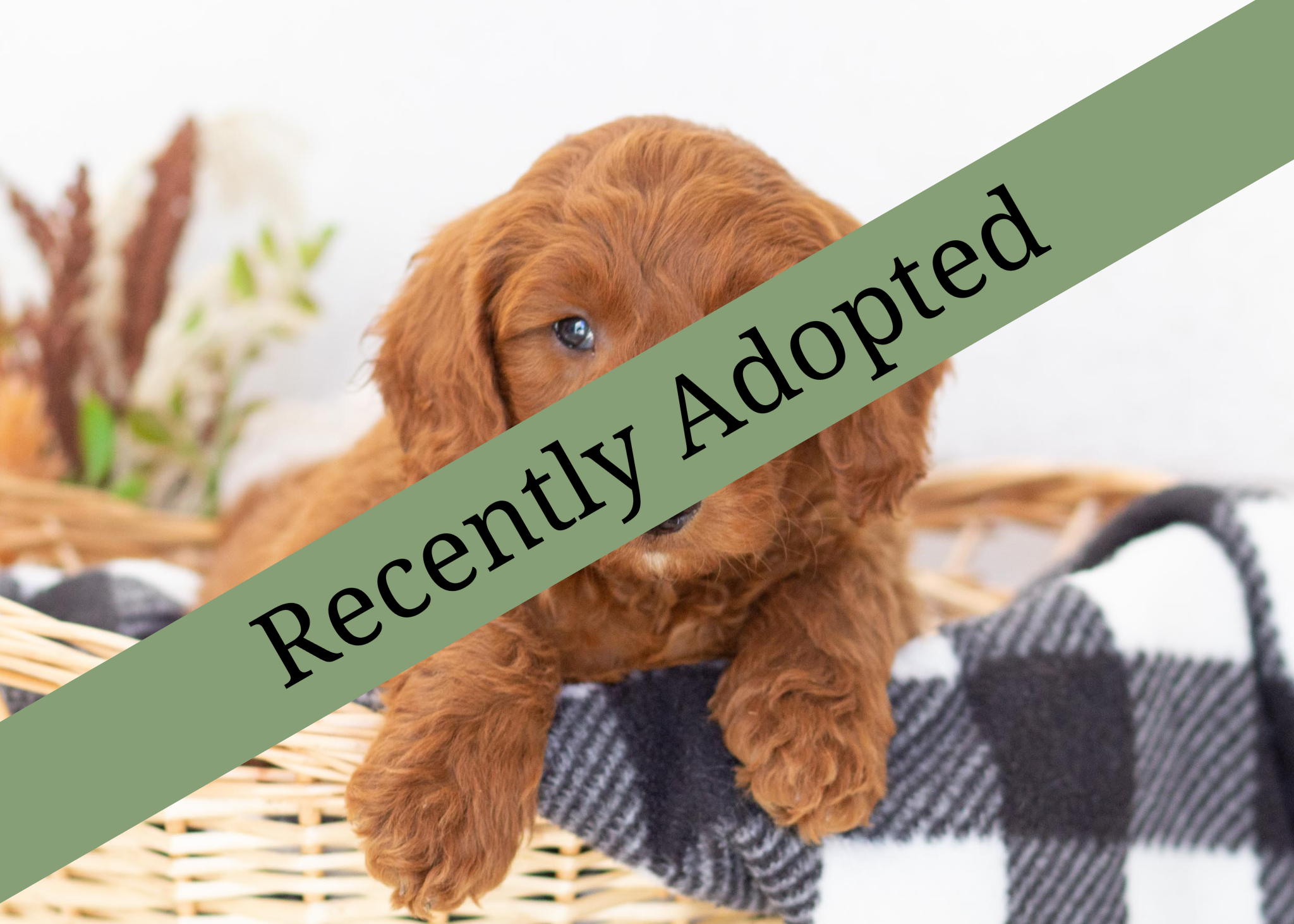 goldendoodle for sale