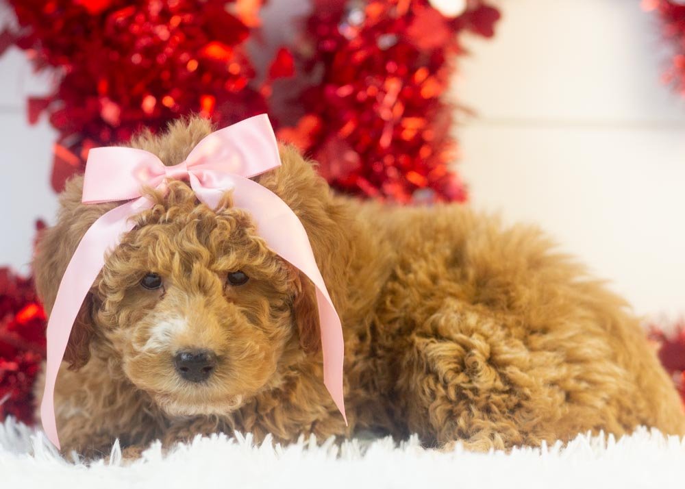 Chilli goldendoodle for sale(3).jpg