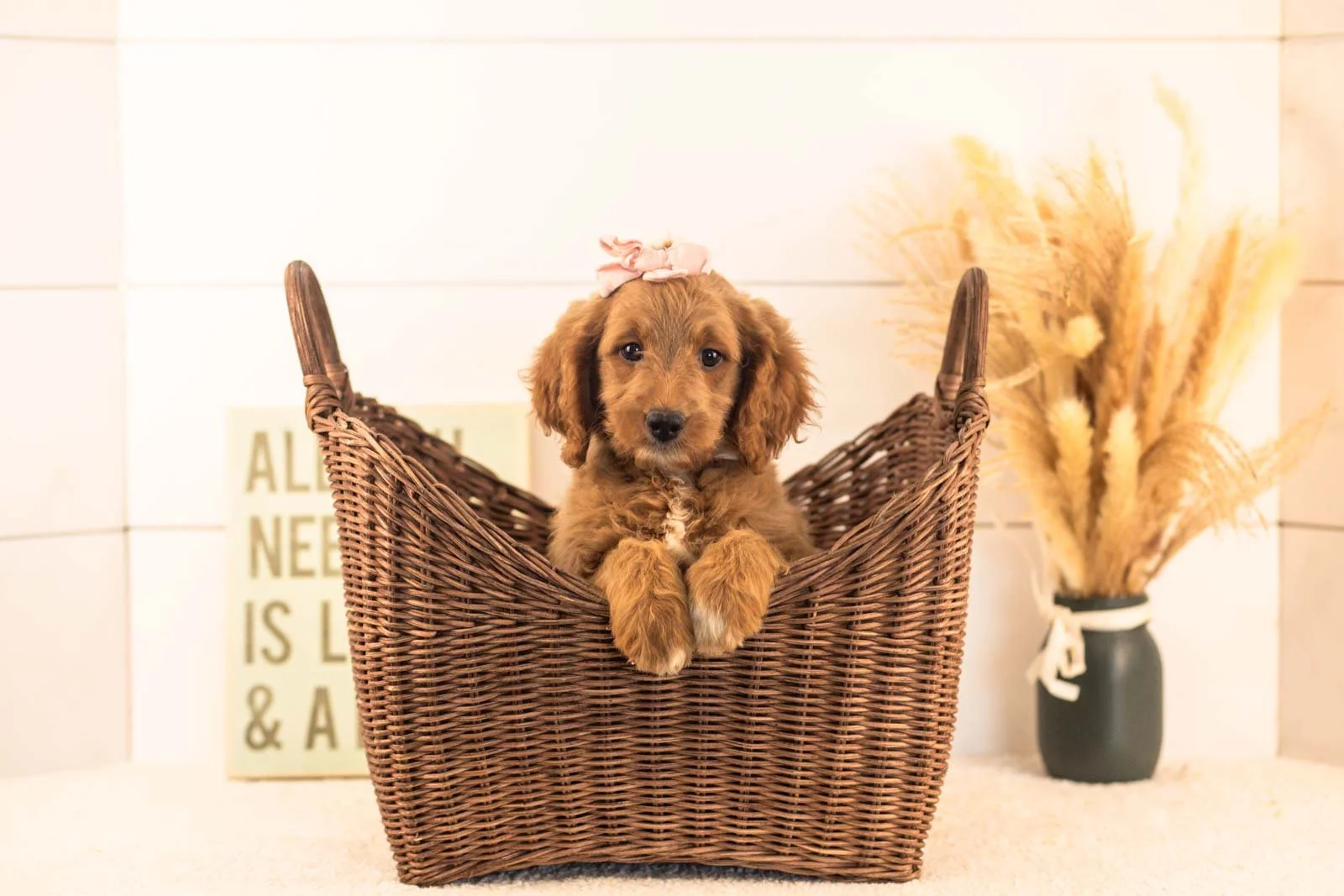 Odessa goldendoodle for sale(1).jpg