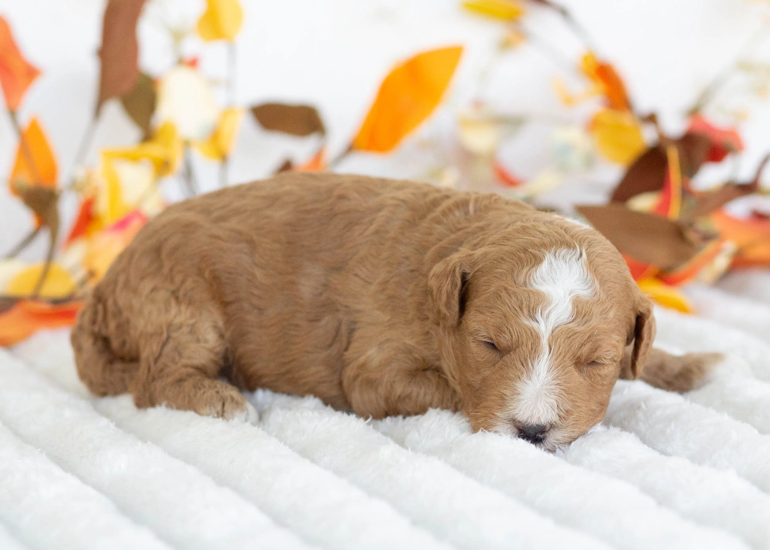 Hermes goldendoodle for sale(4).jpg