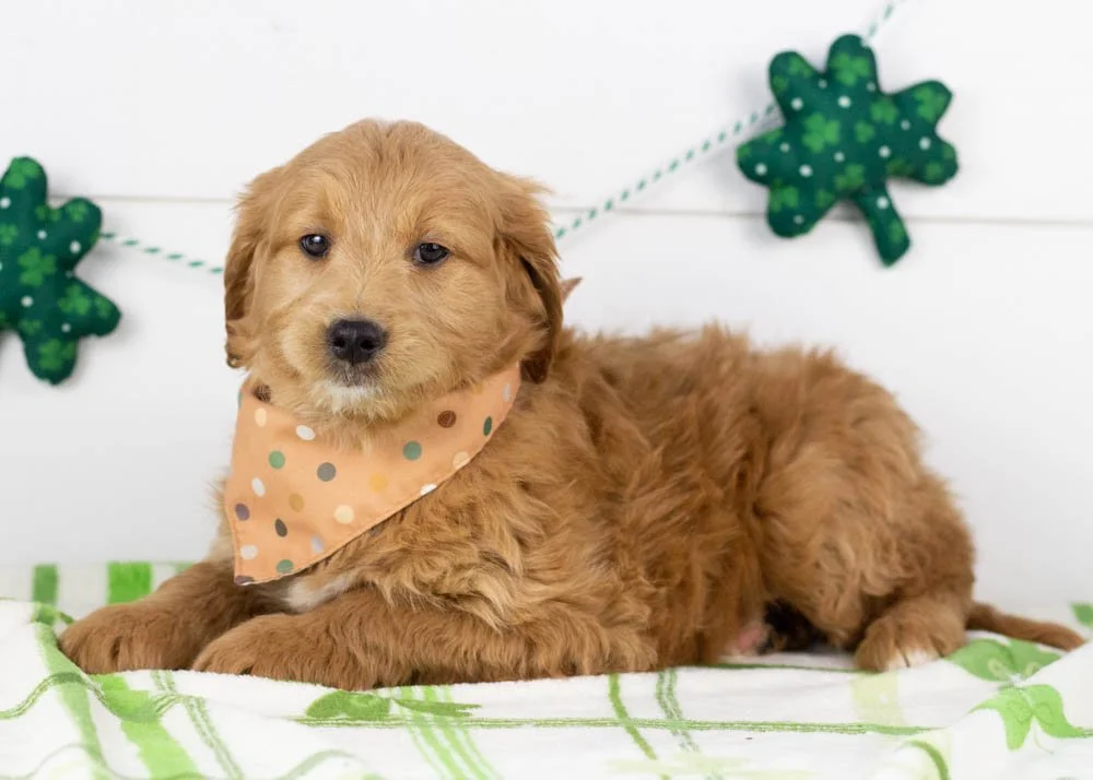 Rolo goldendoodle for sale(3).jpg