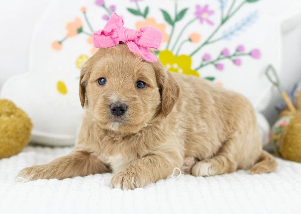 Rachel goldendoodle for sale.jpg