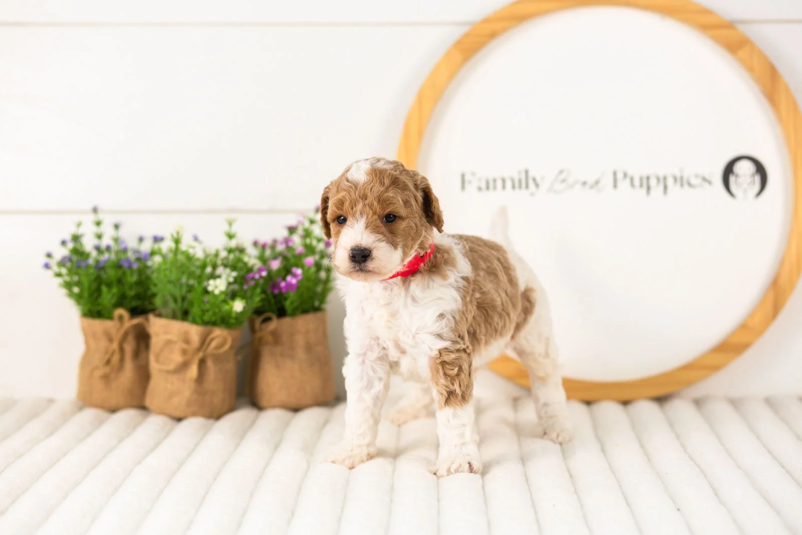 Luca goldendoodle for sale(2).jpg