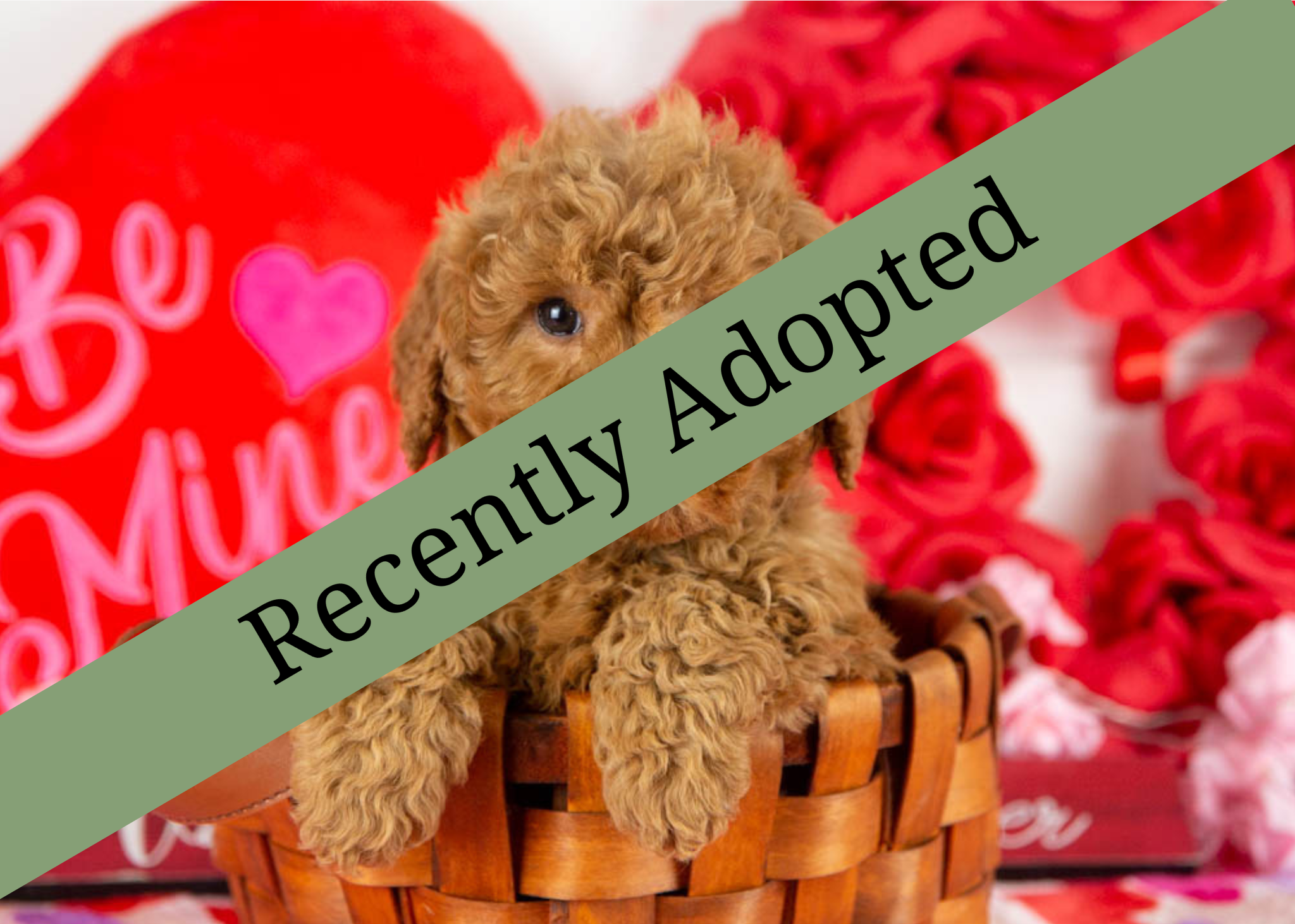 goldendoodle for sale