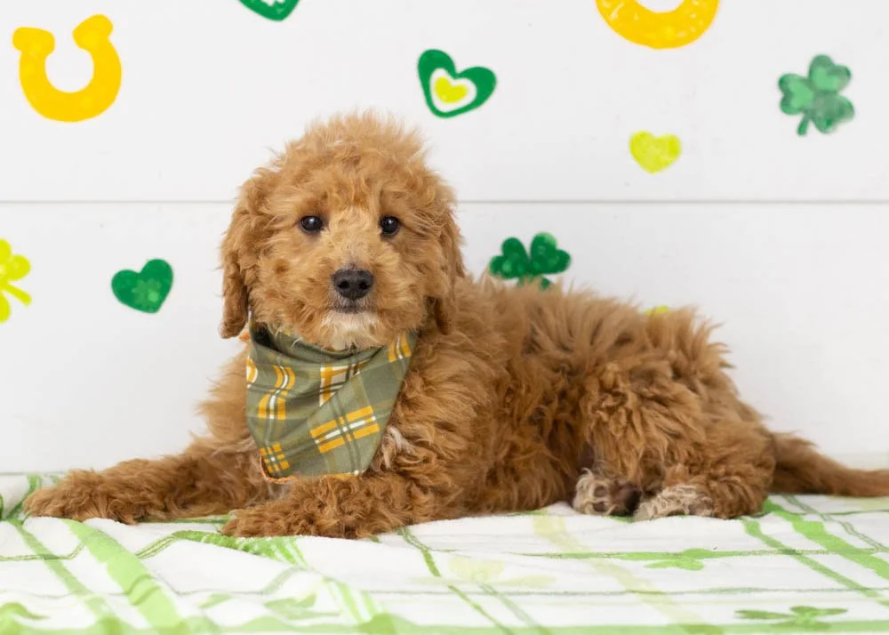 Mort goldendoodle for sale(1).jpg