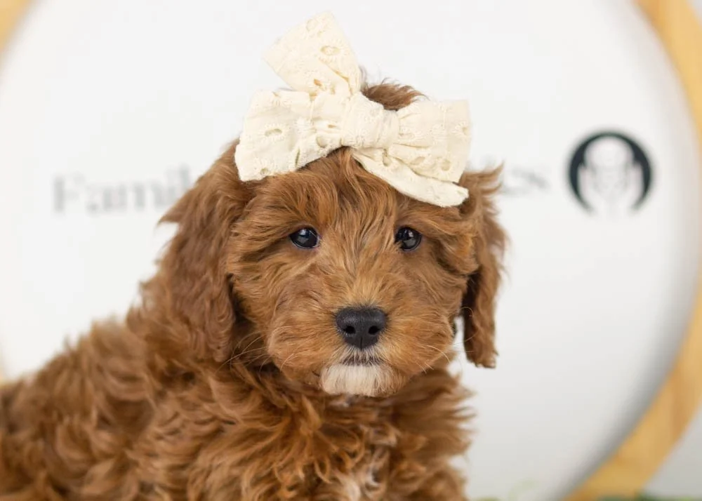 Valerie goldendoodle for sale(1).jpg
