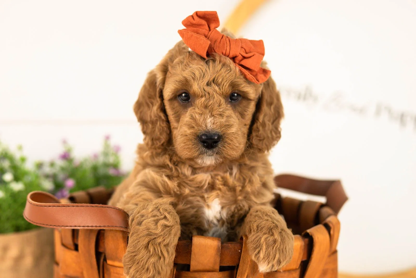 Breeze goldendoodle for sale(3).jpg