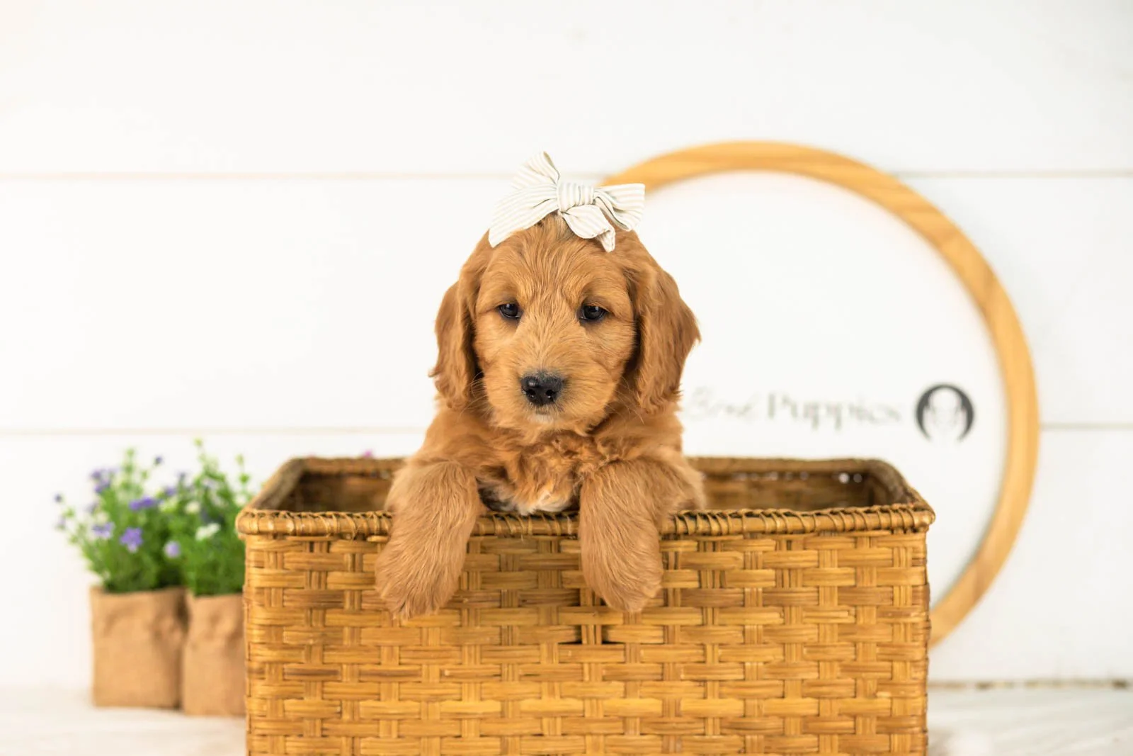 Cha-cha goldendoodle for sale(4).jpg