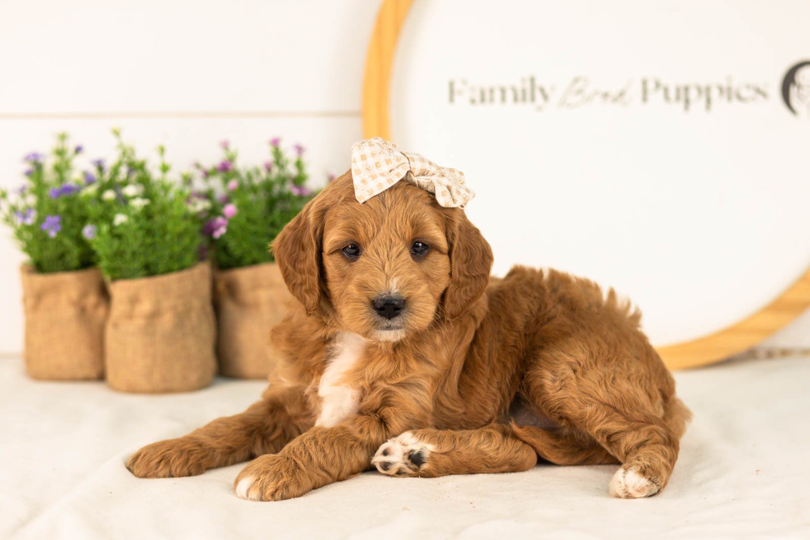 Stormy goldendoodle for sale(1).jpg