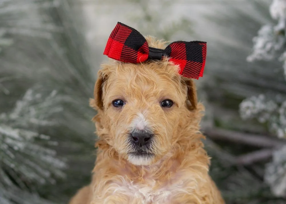 goldendoodle for sale