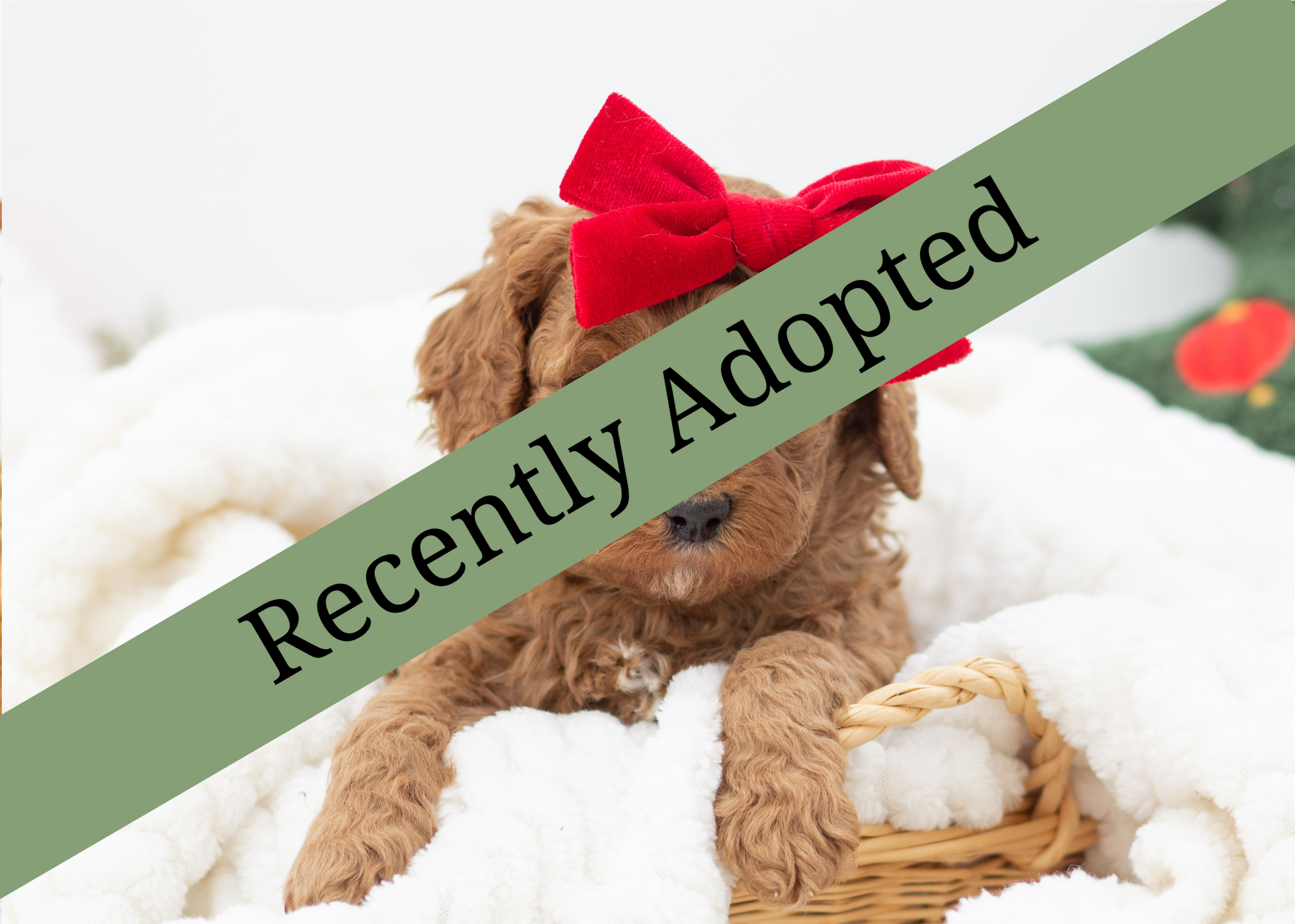 Goldendoodle for sale