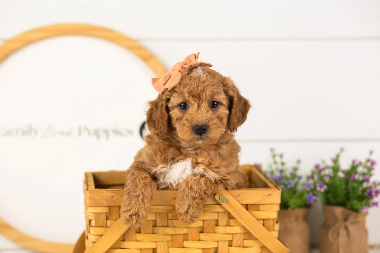 Lisa goldendoodle for sale(3).jpg