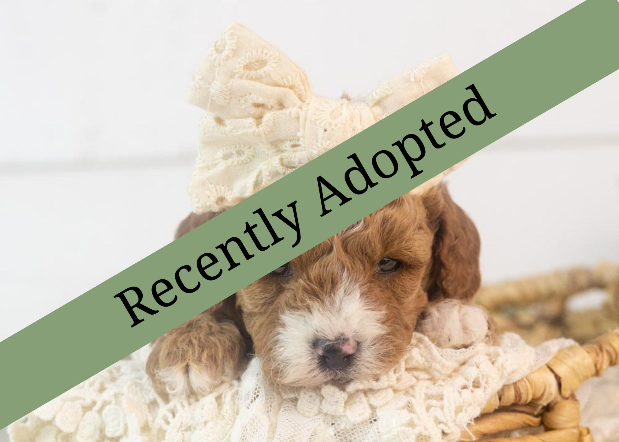 goldendoodle for sale