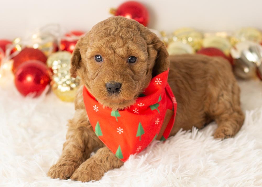 Andy goldendoodle for sale(2).jpg