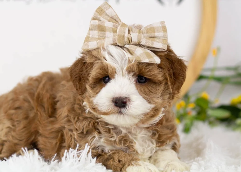 Violet goldendoodle for sale(3).jpg