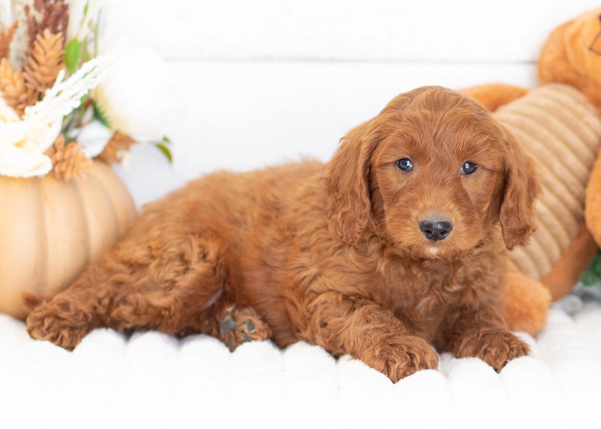 Griffin goldendoodle for sale(3).jpg
