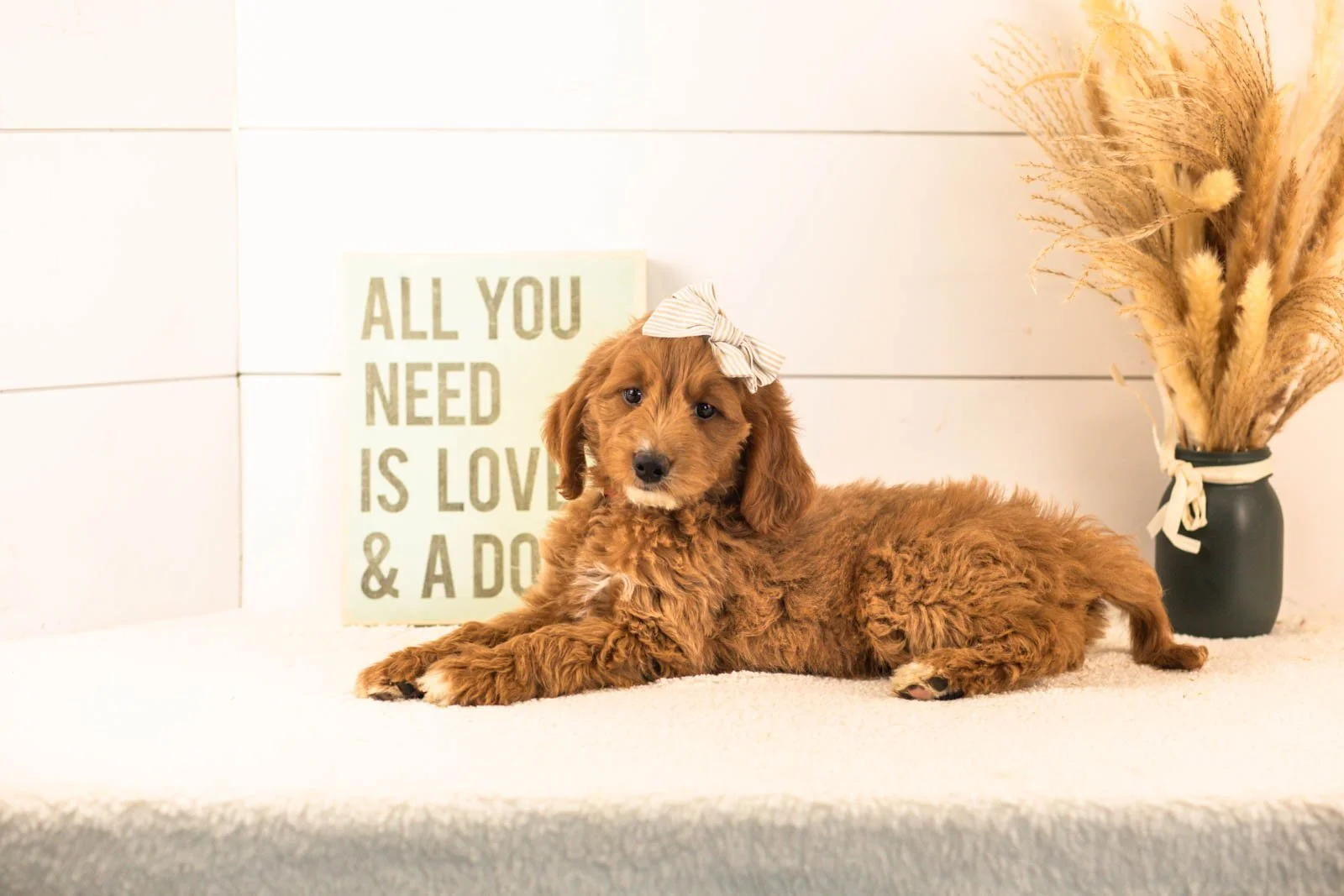 Ophelia goldendoodle for sale(3).jpg