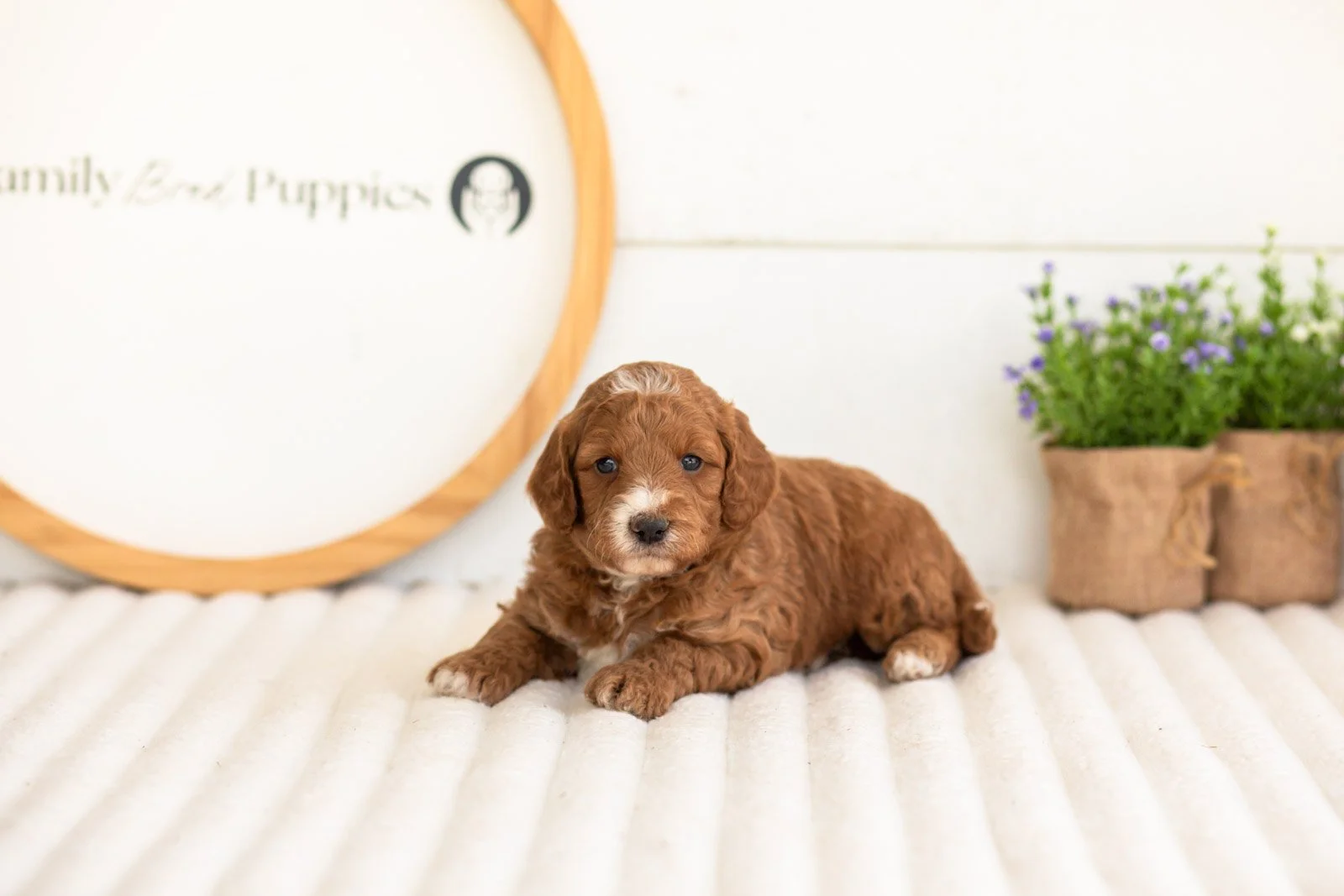 Kai goldendoodle for sale.jpg