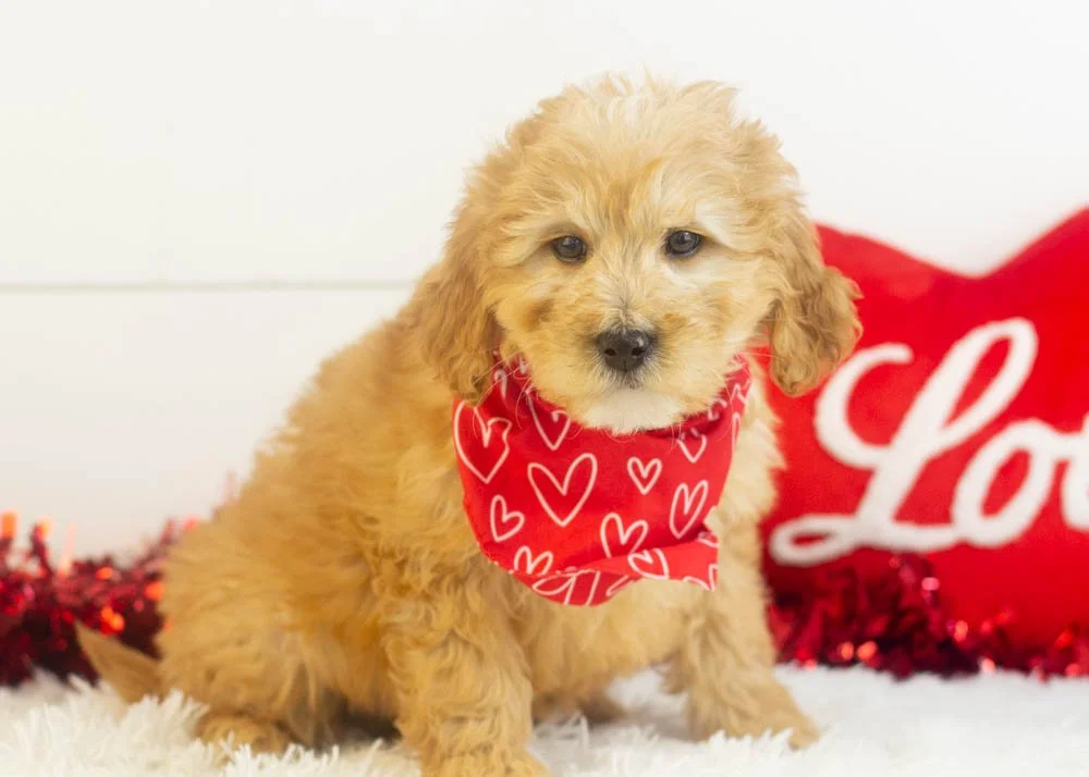 Beau goldendoodle for sale(2).jpg