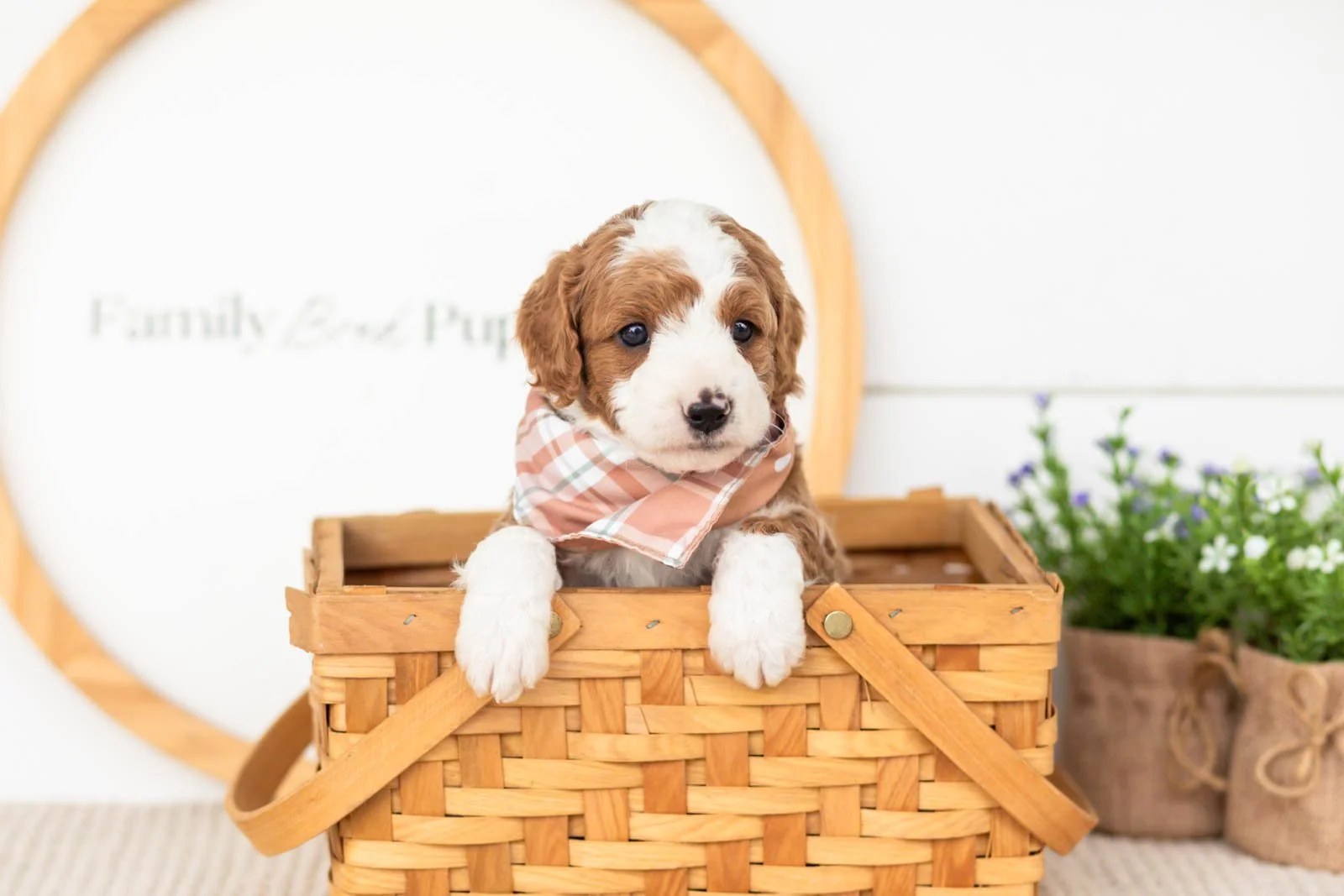Rocket goldendoodle for sale(4).jpg