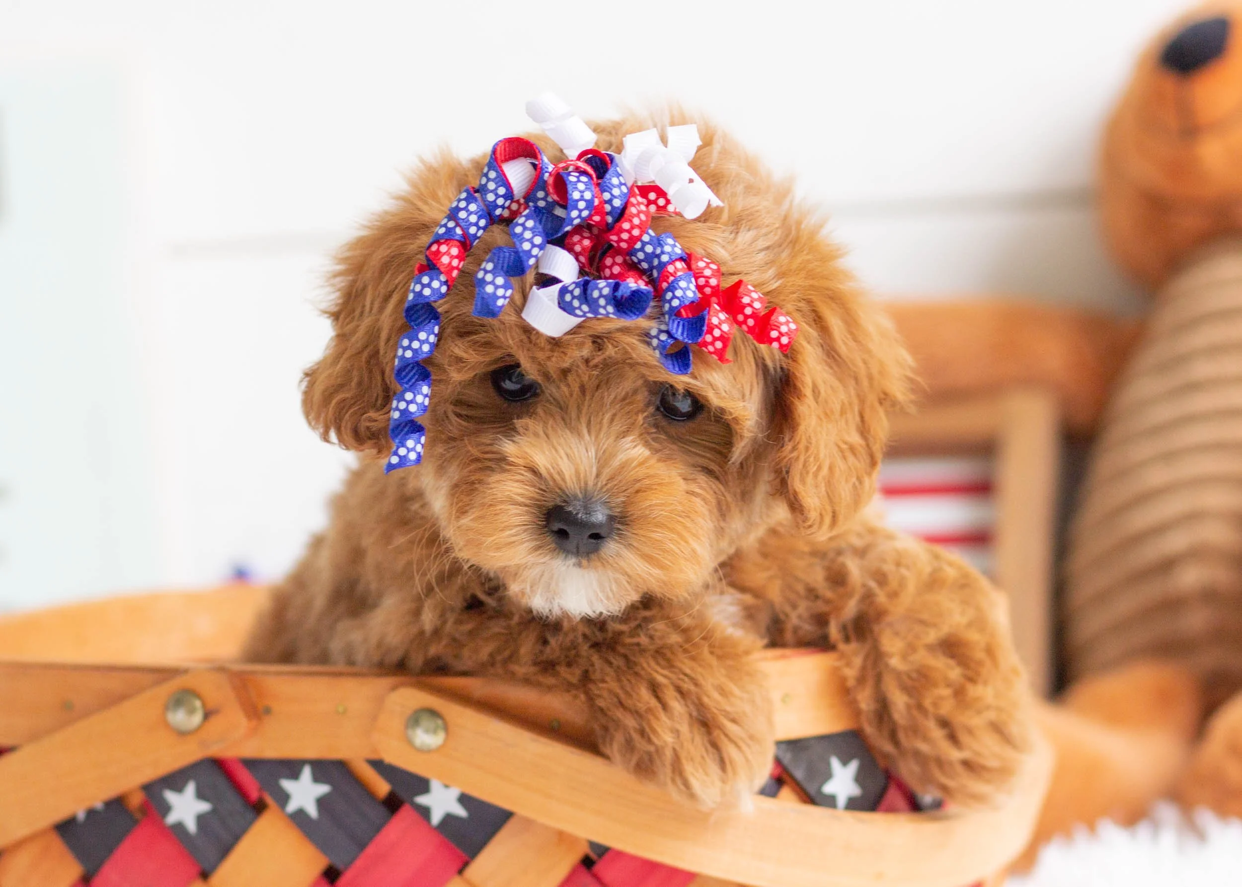 Checkers Goldendoodle For Sale(2).jpg