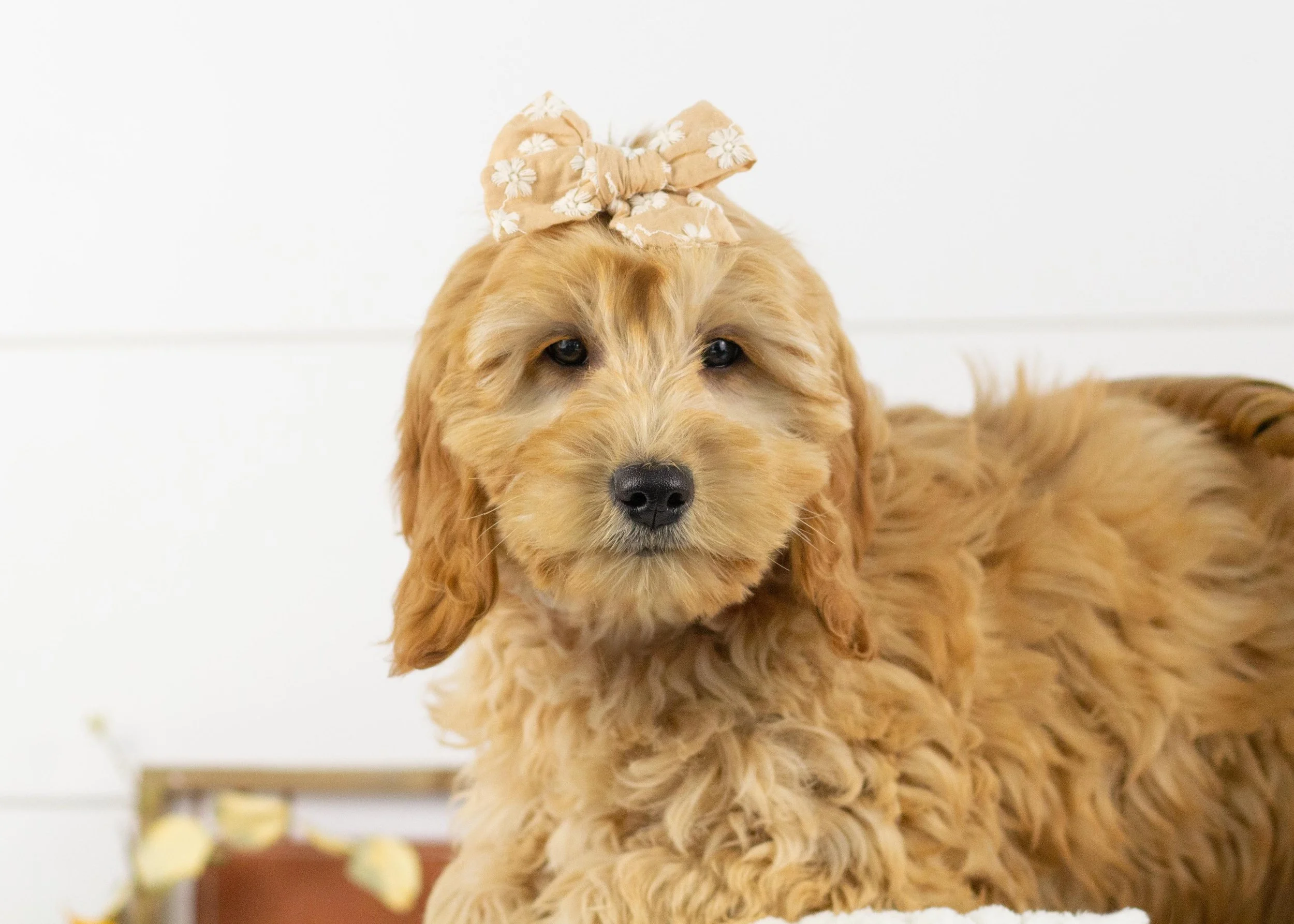 Beauty goldendoodle for sale.jpg