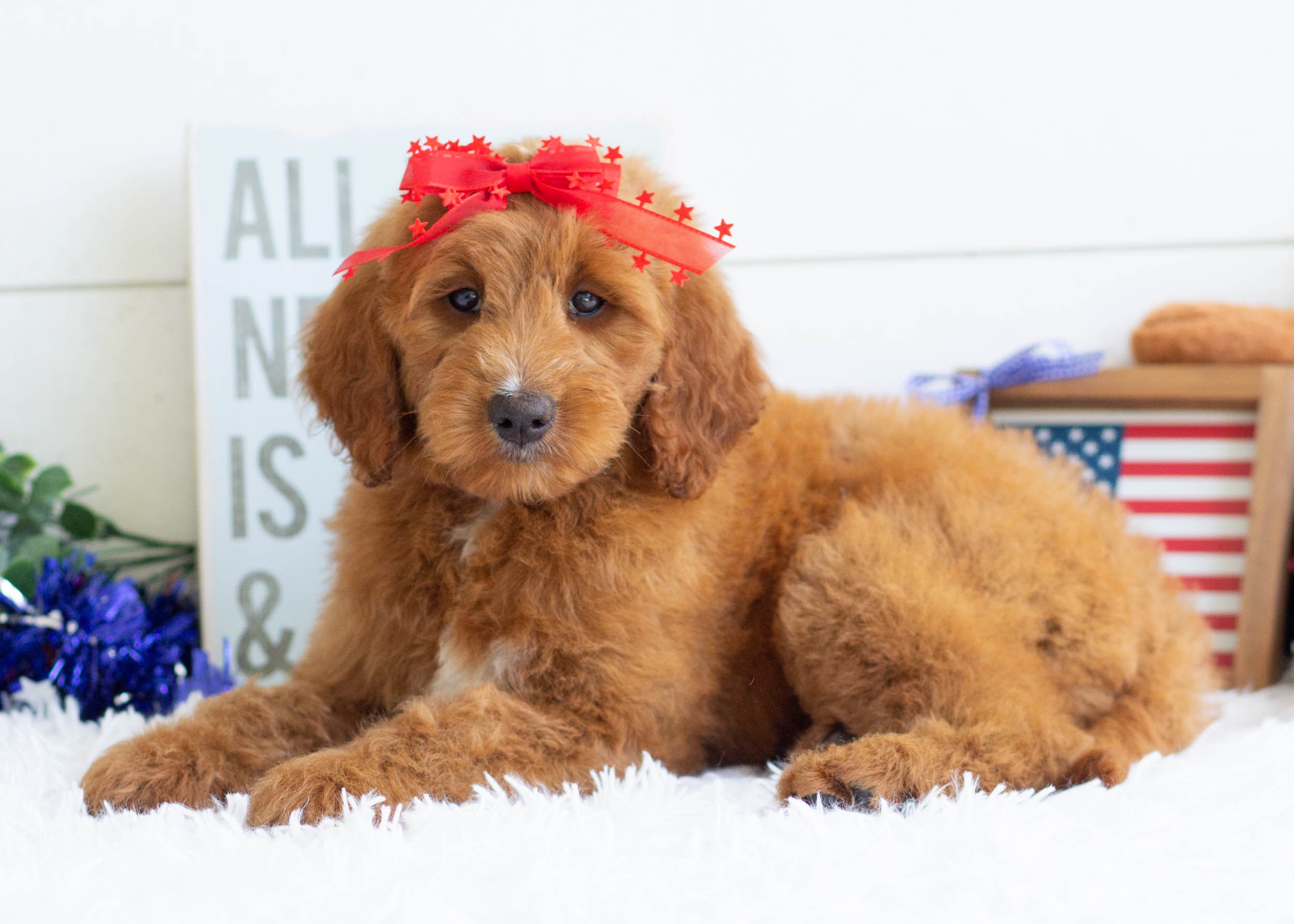 River Goldendoodle For Sale(1).jpg