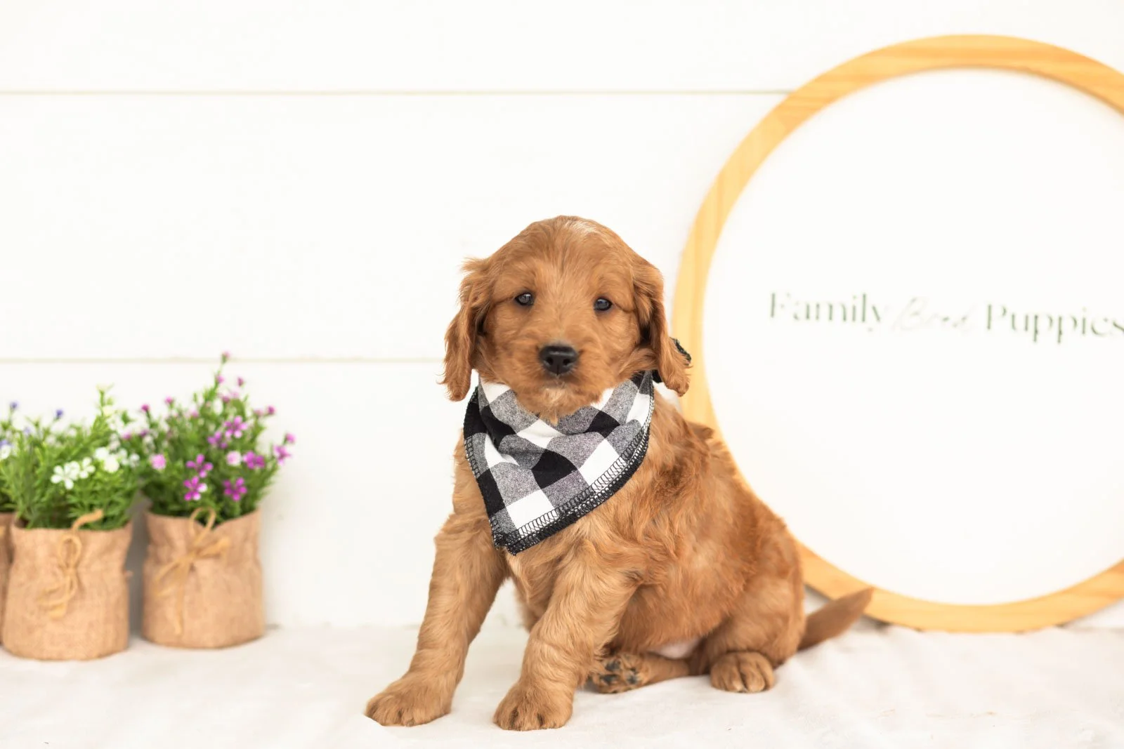 Phil goldendoodle for sale(1).jpg